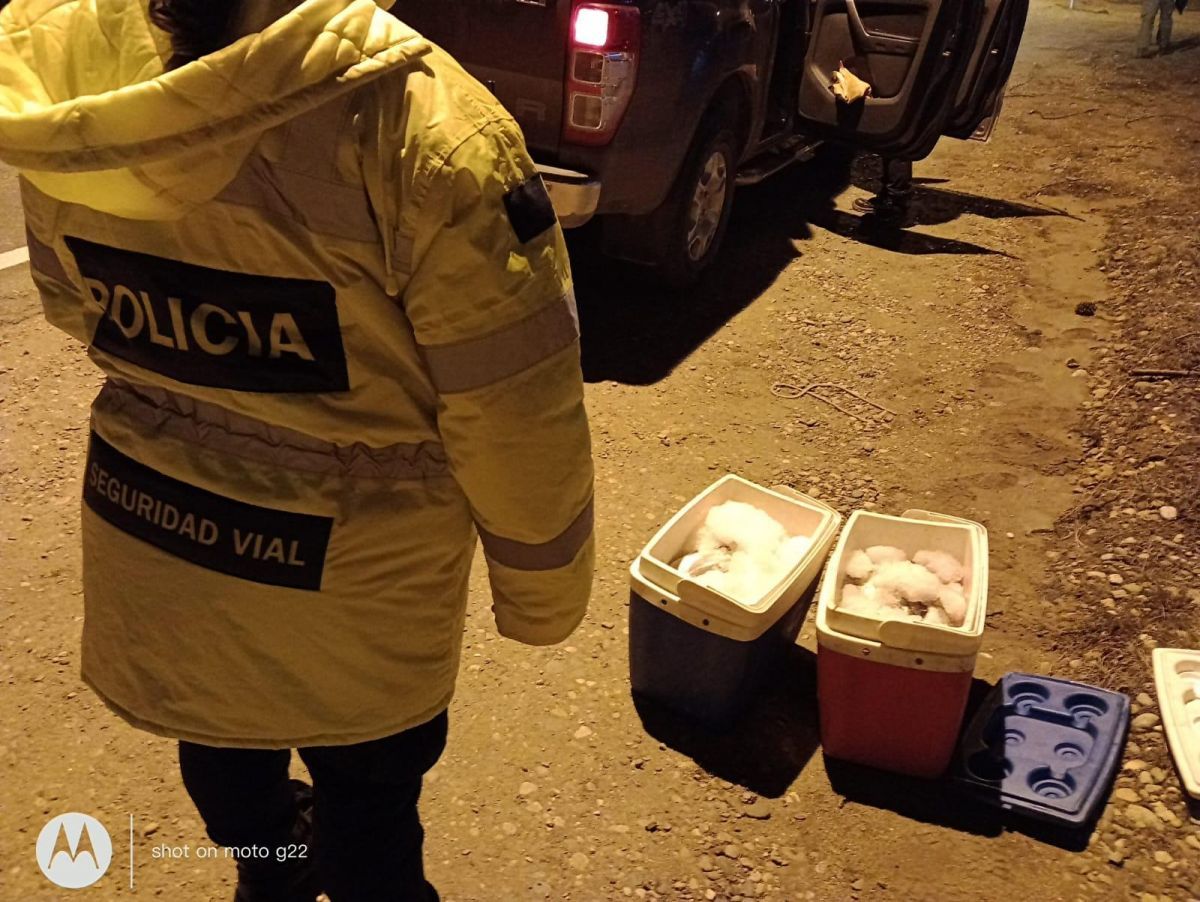 Secuestran truchas de criadero que eran transportadas sin autorización