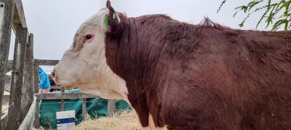 Por ahora, solo hubo cambios de resoluciones.