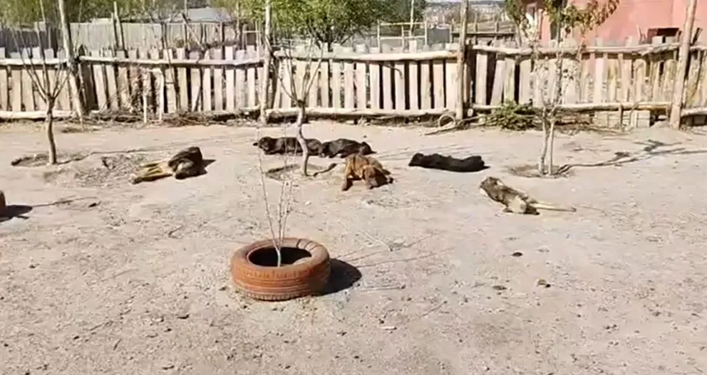 Vecino pide que no le saquen un terreno municipal donde refugia a seis perros de la calle