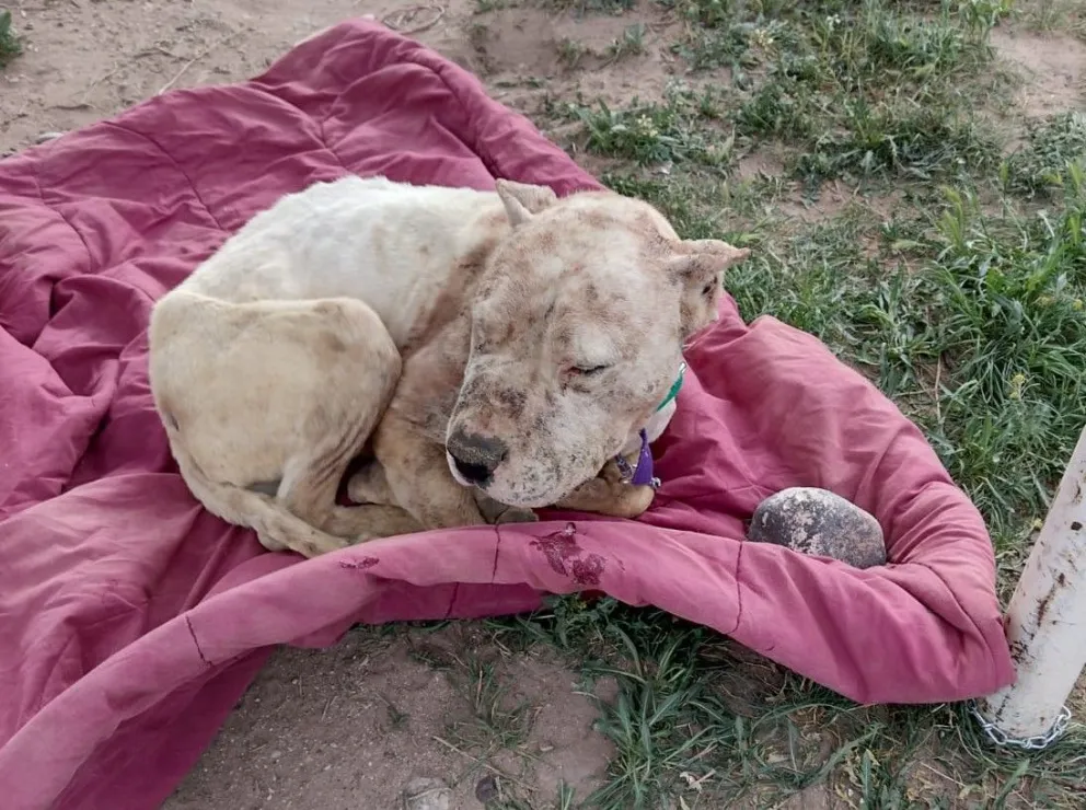 Cuánta crueldad: le pusieron un bozal de alambres de púa y lo abandonaron en la meseta para que muera