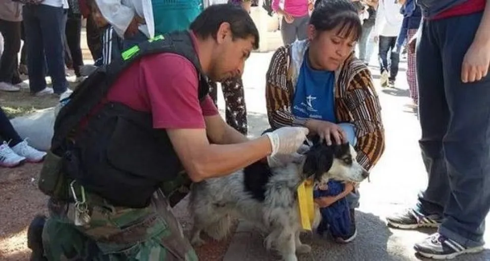 Los perros peregrinos contarán con sus propios puestos de atención y cuidado