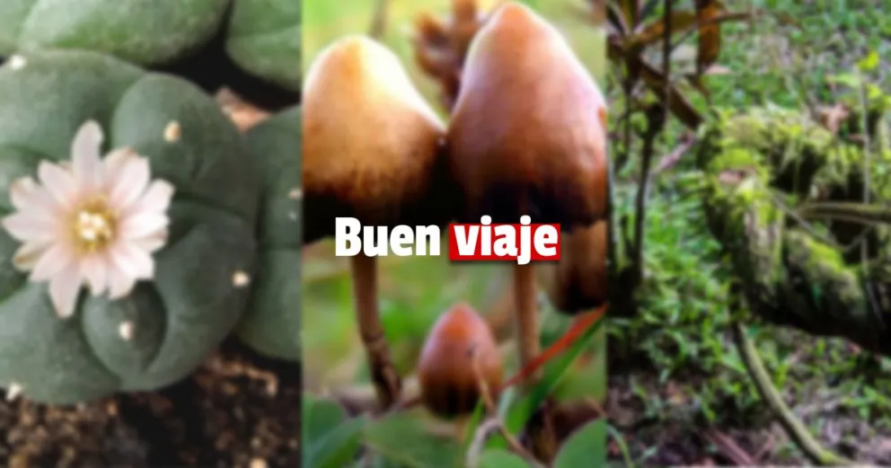 En San Francisco despenalizaron el consumo de peyote, hongos alucinógenos y ayahuasca