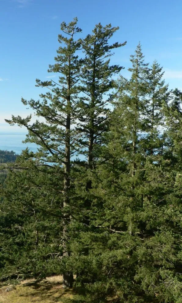 Deberán cortar hilera de pinos que ponen en riesgo a personas y casa colindante