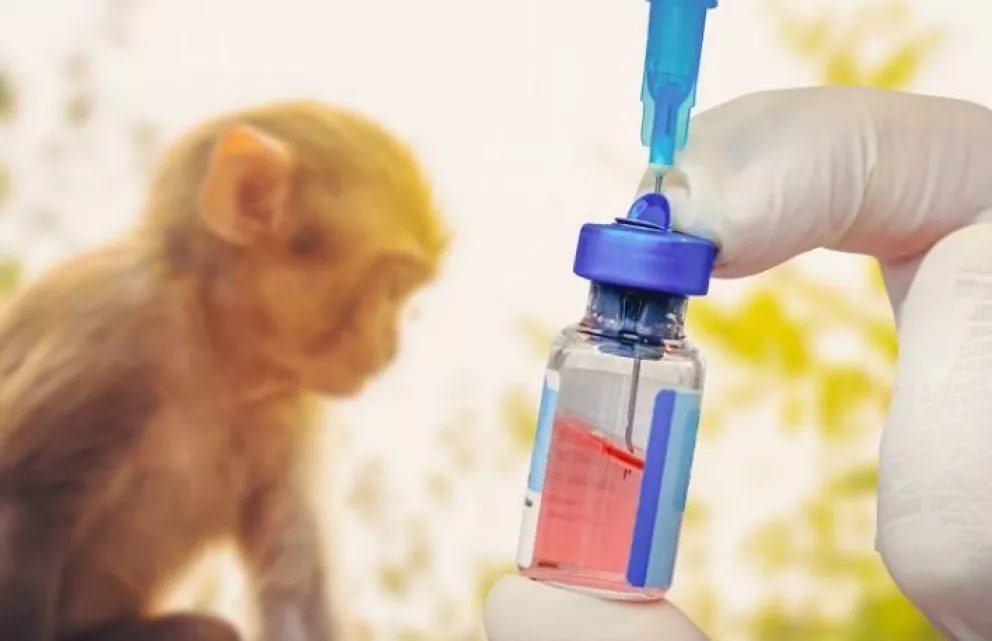 Inician en EEUU ensayos clínicos de una vacuna contra la viruela del mono