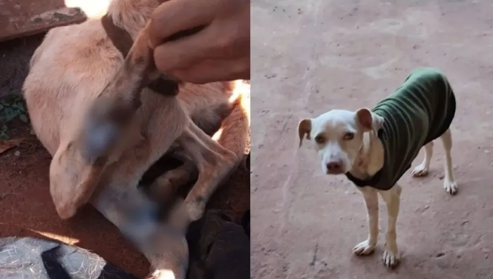Misiones: un hombre fue detenido tras enterrar vivos a dos perros