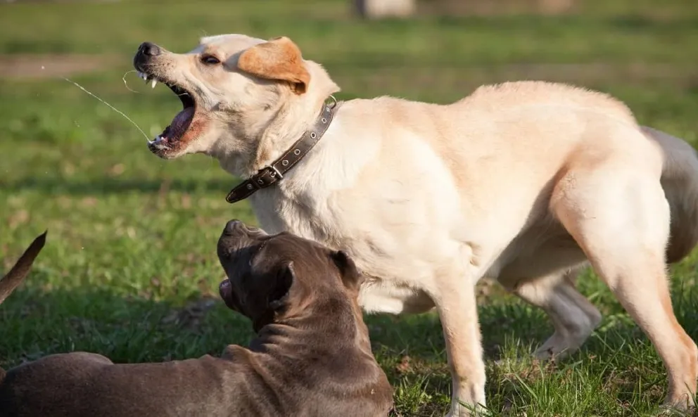 El menor atacado por perros al entrar a una cancha está con pronóstico reservado: le amputaron el antebrazo