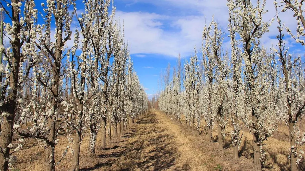 Empieza la floración: Tiempo de defensa contra heladas y altos costos