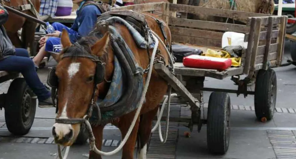Más de 2800 roquenses le dijeron NO al maltrato hacia los caballos