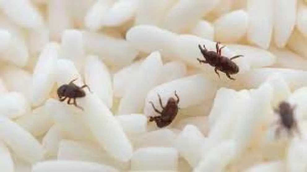 Compró arroz en un supermercado y le vino con sorpresas 