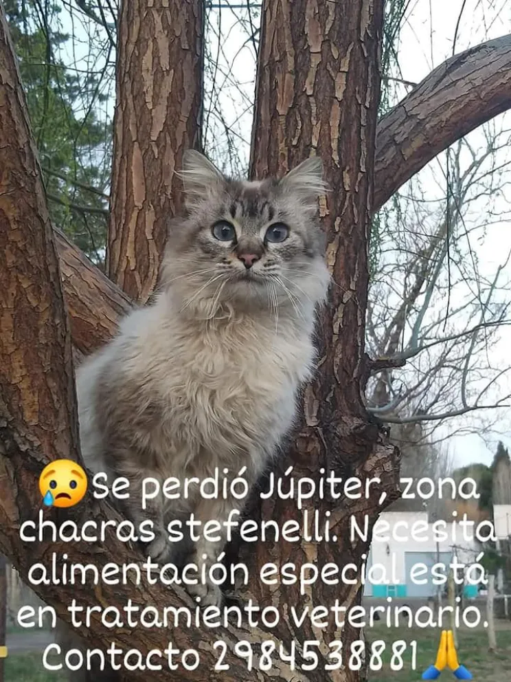 Júpiter está perdido y su familia pide ayuda para encontrarlo