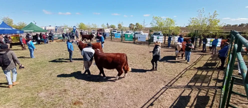 La Expo de la Comarca se vive a pleno en la capital provincial con la jura de clasificación