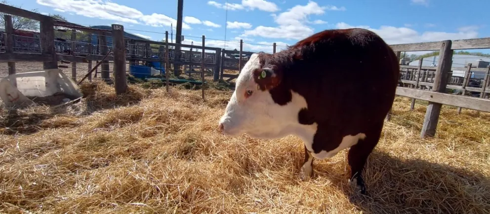 Exigen garantías firmes sobre la barrera sanitaria.