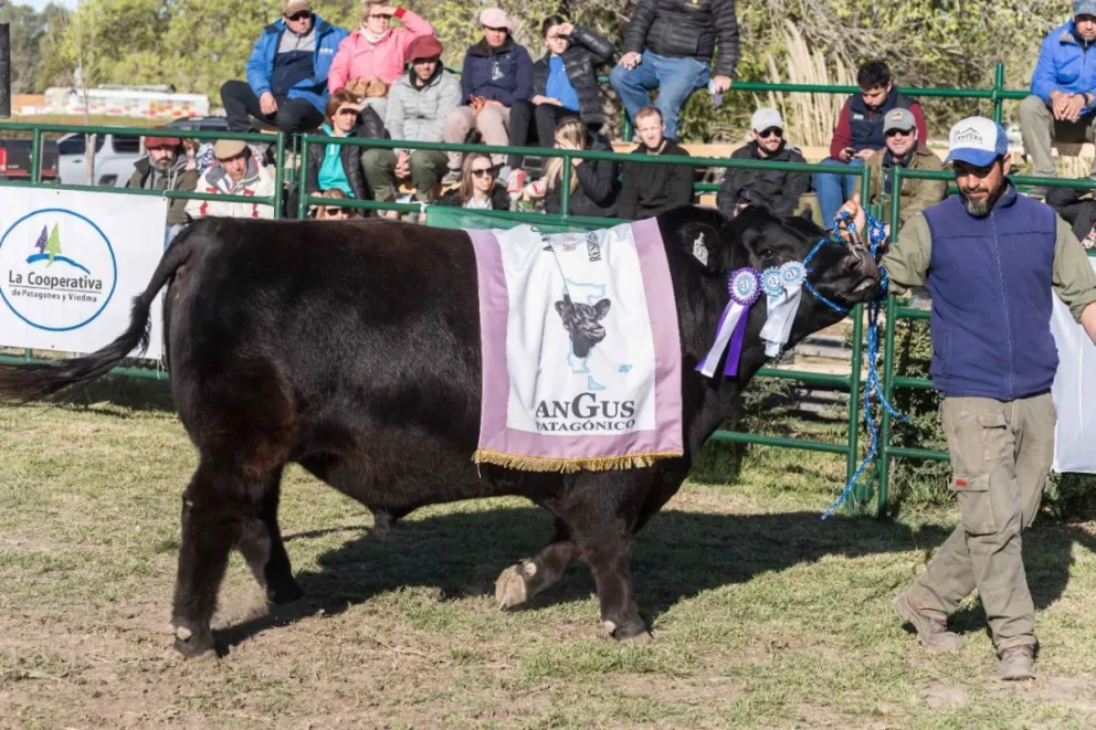 Expo Rural de la Comarca: conocé las cabañas que se alzaron con los principales campeones