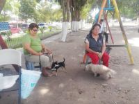 Ya hay conciencia sobre esterilización de perros y gatos en Villa Juárez