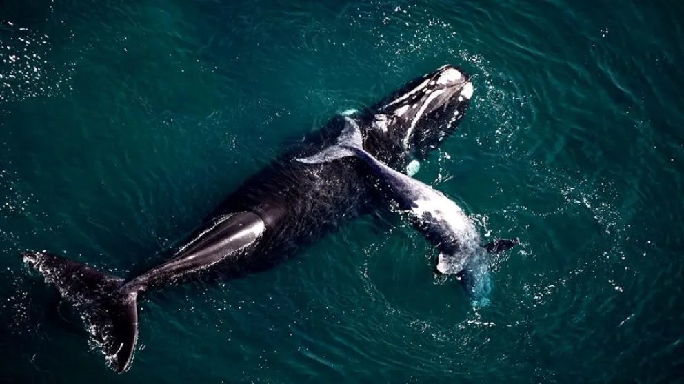 Increíble: registraron un récord de ballenas en la Península Valdés