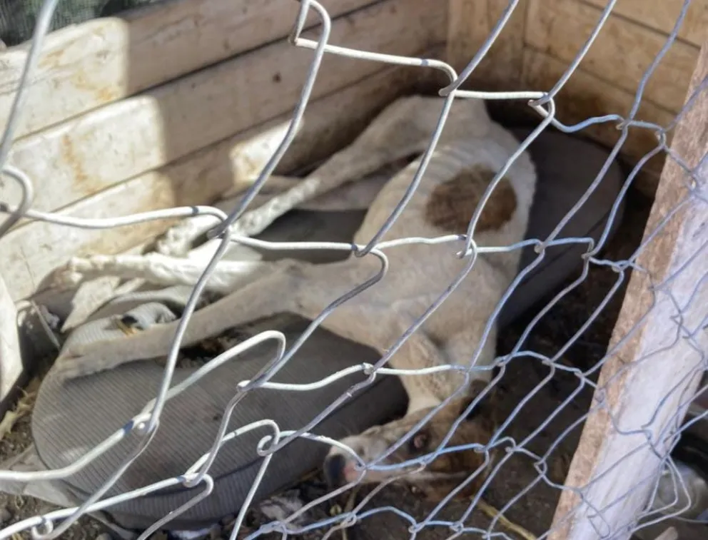 Otro galgo fue rescatado en un estado de desnutrición extrema