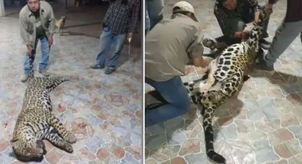 Indignante: cazadores furtivos mataron a un yaguareté que escapaba de un incendio y se fotografiaron con el cadáver