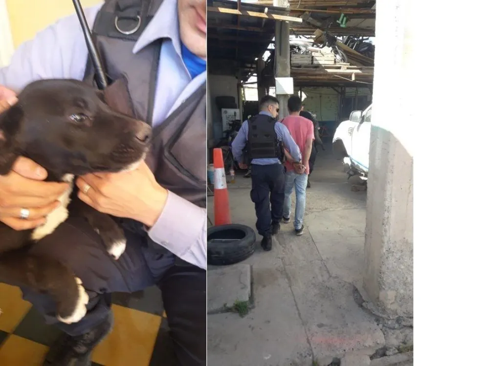 Maltrato animal: “¡Tanto lío hacen por un perro de m….a!”