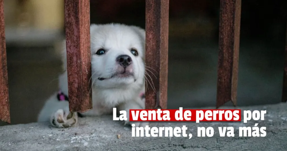 Exigen que no se pueda vender más animales en las plataformas de comercio electrónico