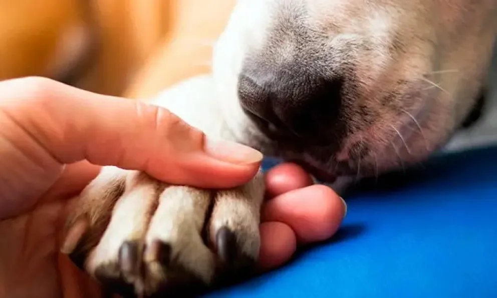 Realizarán un curso gratuito de RCP para auxiliar mascotas