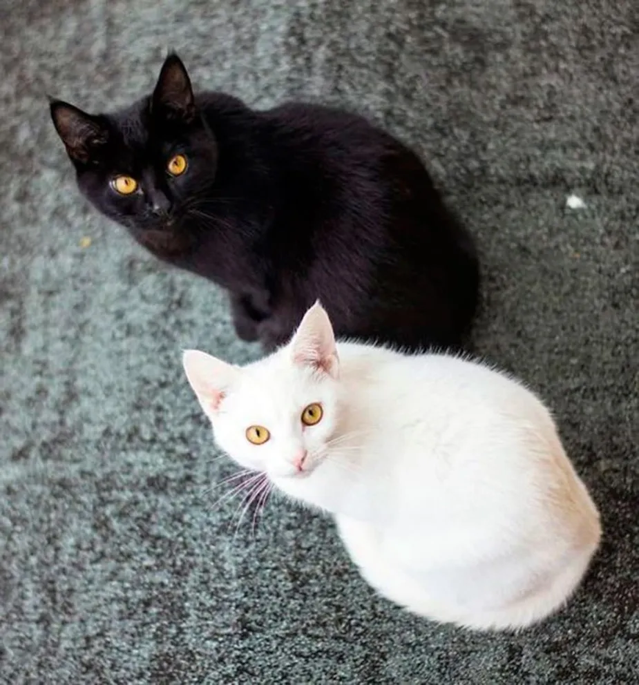 Martes 13: ni te cases, ni te embarques, ¡ni des gatos en adopción!