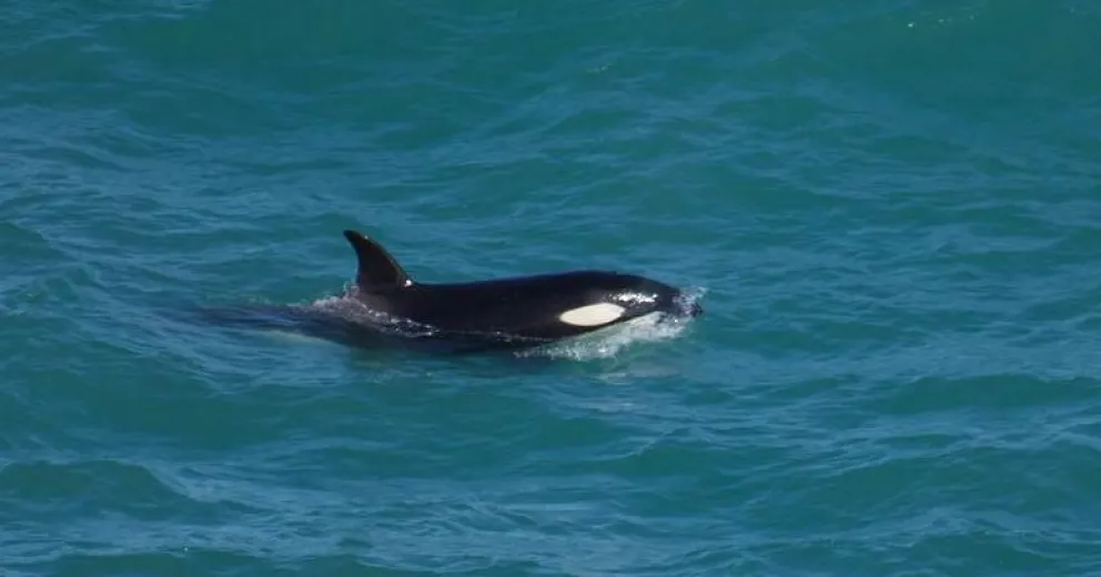 Orcas en La Lobería: tres ejemplares fotografiados