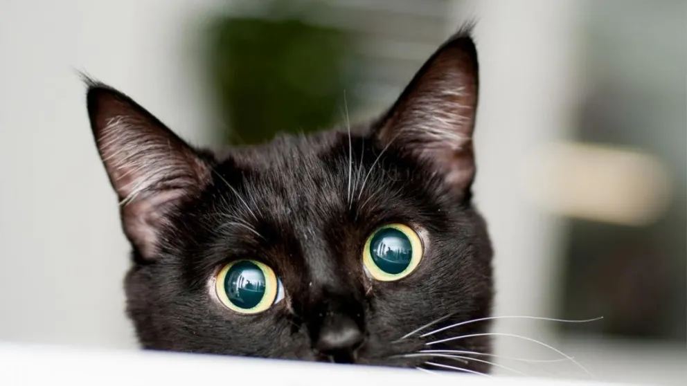 Martes 13: ni te cases, ni te embarques, ¡ni des gatos en adopción!