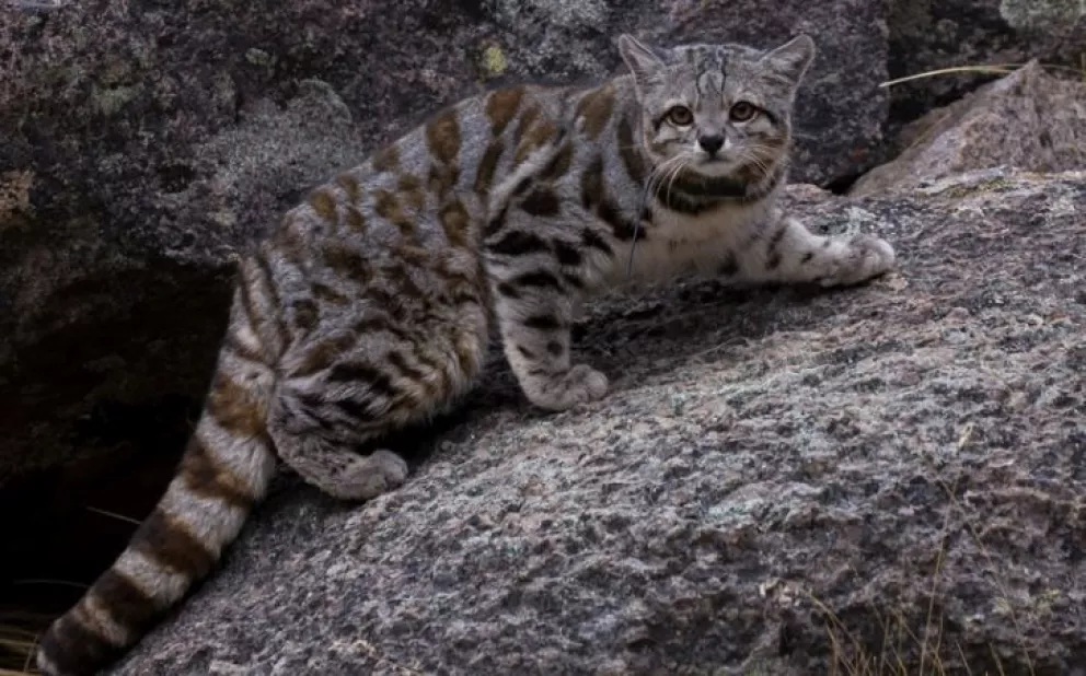 Avistan al "fantasma de los Andes": una especie de gato en peligro de extinción