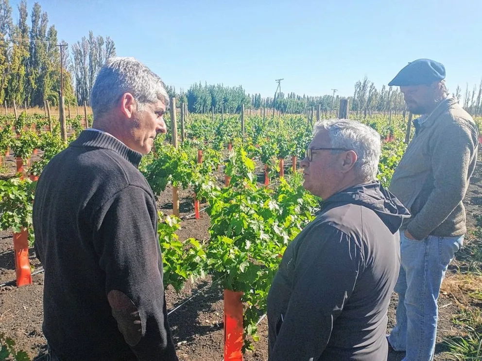 Vinos orgánicos en Chubut: una producción en crecimiento 