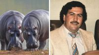 La sorprendente historia del zoo de Pablo Escobar y cómo 4 hipopótamos se transformaron en plaga