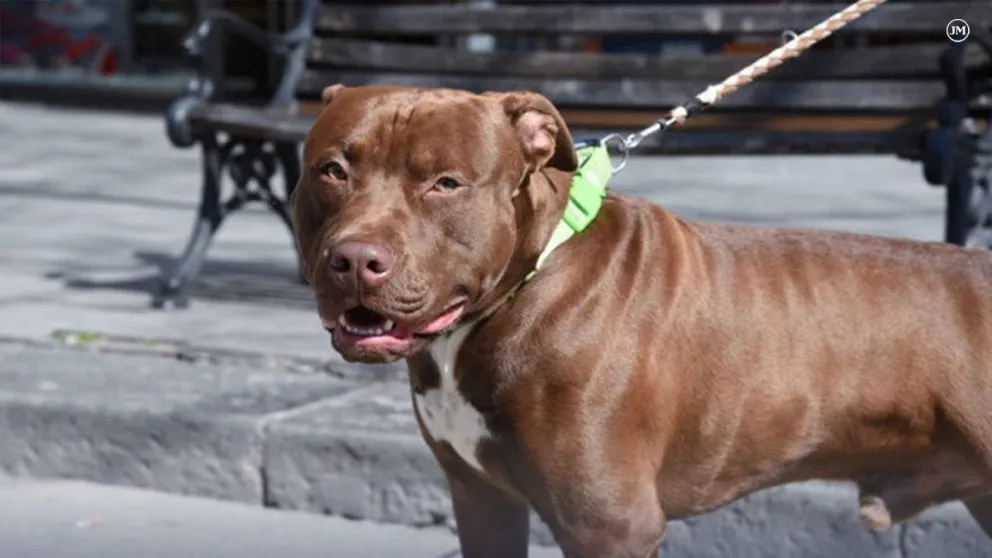 Asesinaron a tiros a su vecina por un conflicto con su pitbull