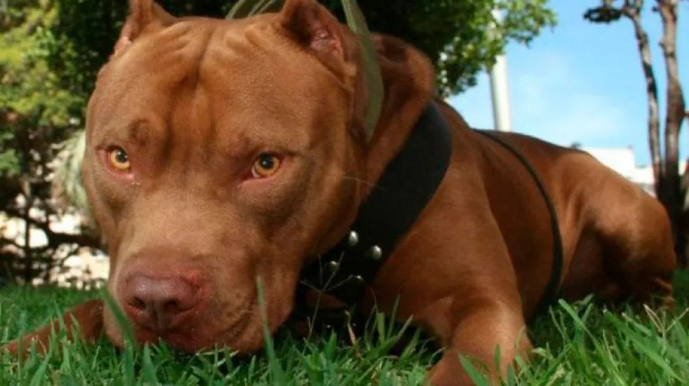 Pitbull