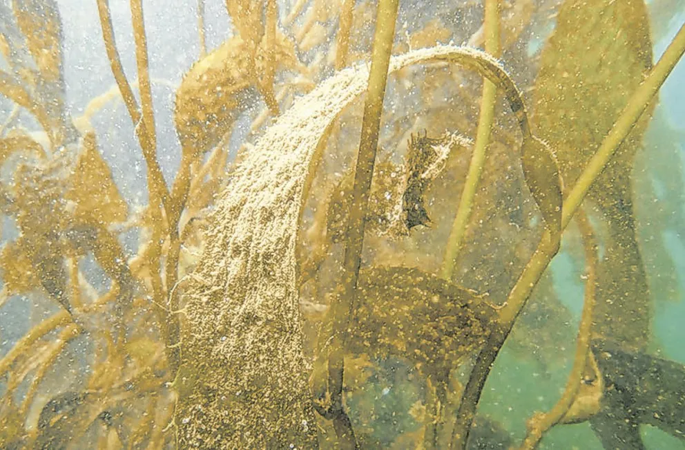 Identifican las principales problemáticas que afectarán a los ecosistemas marinos en la próxima década 