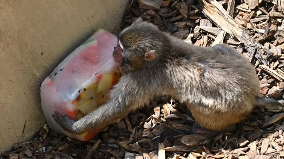 Increíbles imágenes: a los animales del zoo de Roma les dan helados para enfrentar la ola de calor