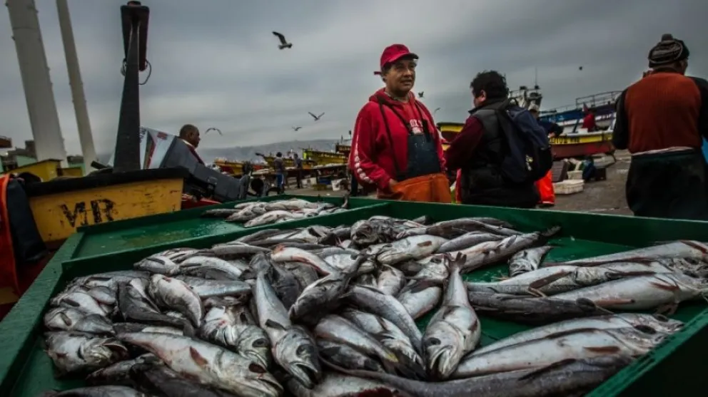 Argentina prohíbe la pesca de merluza para proteger la especie