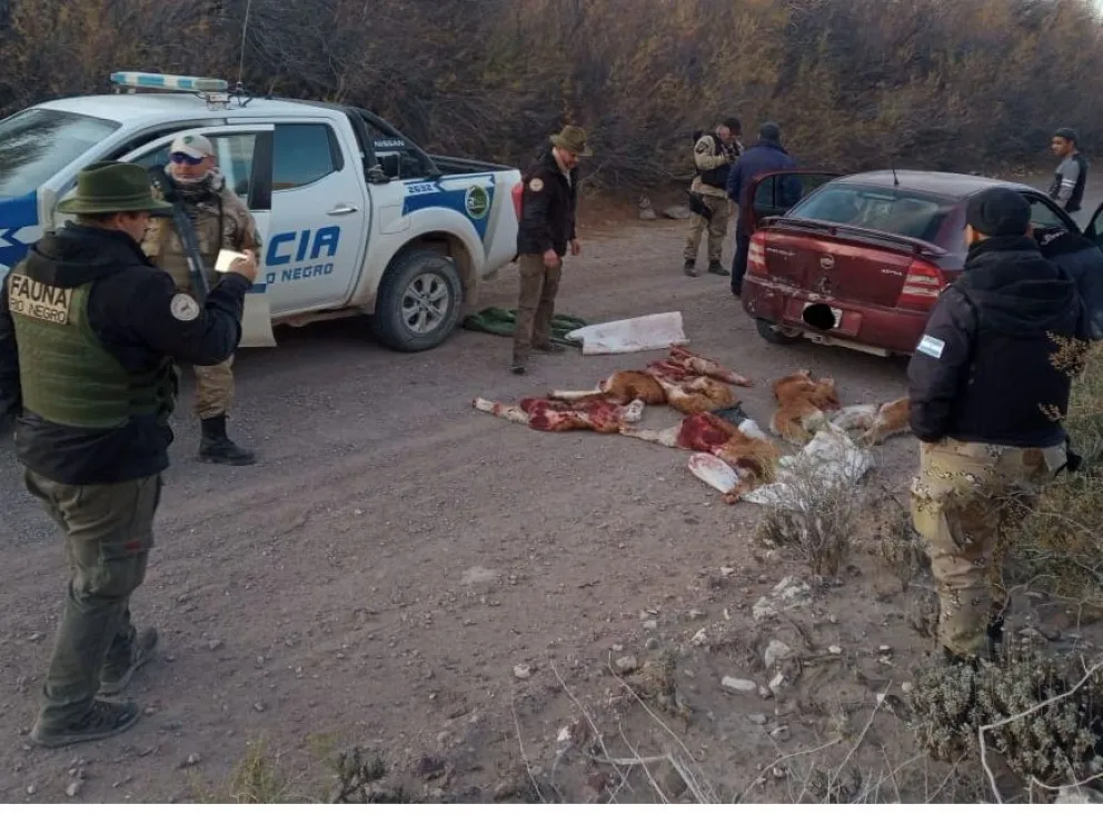 Redada contra la caza furtiva: secuestran animales faenados, armas y municiones