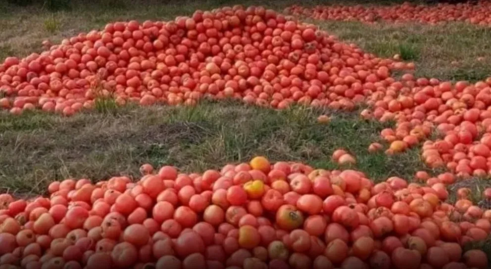 Otra consecuencia de la crisis: productores correntinos tiran la producción de tomates
