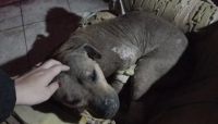 Una perra fue torturada para una “macumba”: tenía agujas clavadas, los ojos quemados y las uñas arrancadas