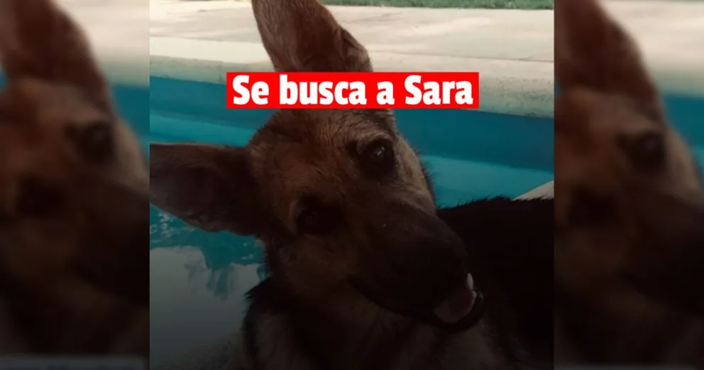 Rivadavia: una perrita se perdió y sus dueños la buscan 