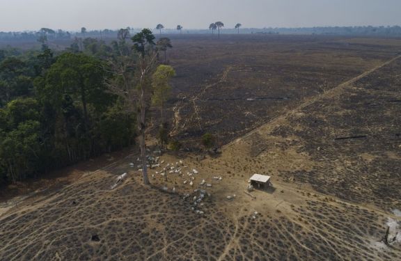La deforestación en la Amazonía llega a niveles históricos