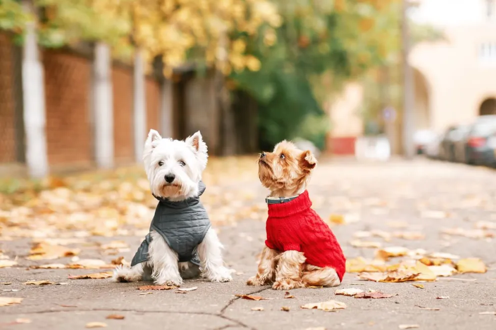 Temperaturas bajo cero: ¿Es conveniente vestir a perros y gatos?