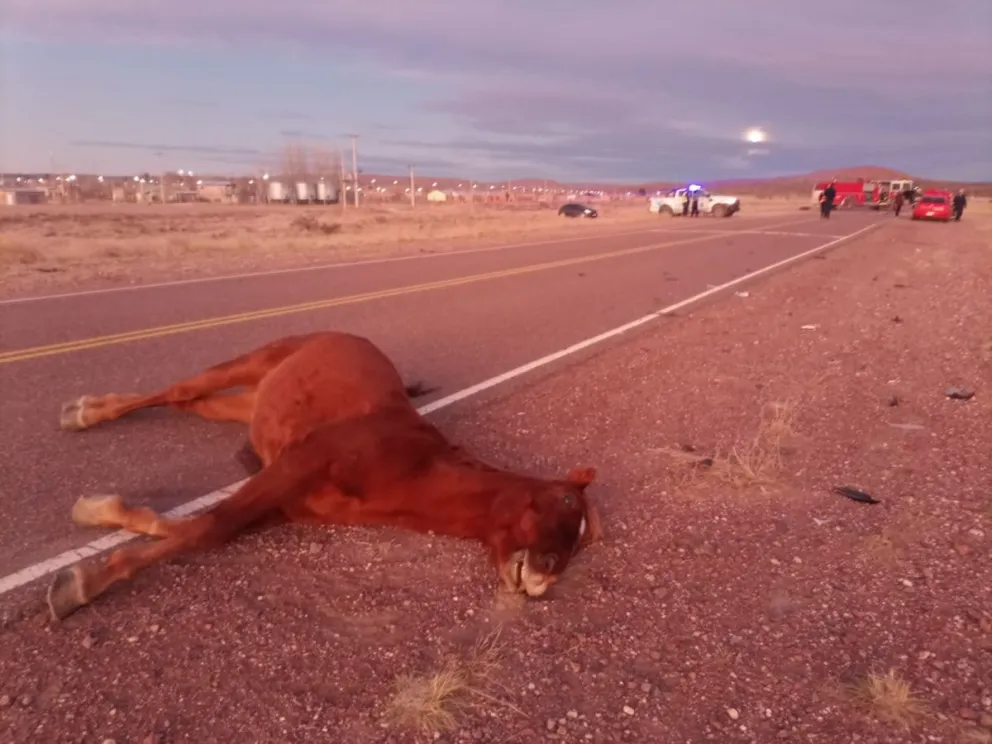 Un vehículo con tres personas a bordo impactó con un equino sobre la ruta 23