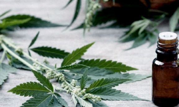 Prevén para el 2023 una cosecha de 10 hectáreas de cannabis medicinal 