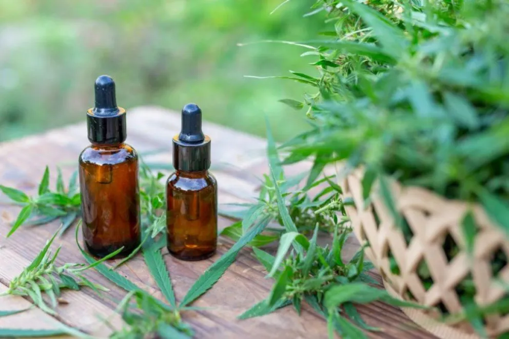 Santa Fe comenzó con la plantación de cannabis medicinal
