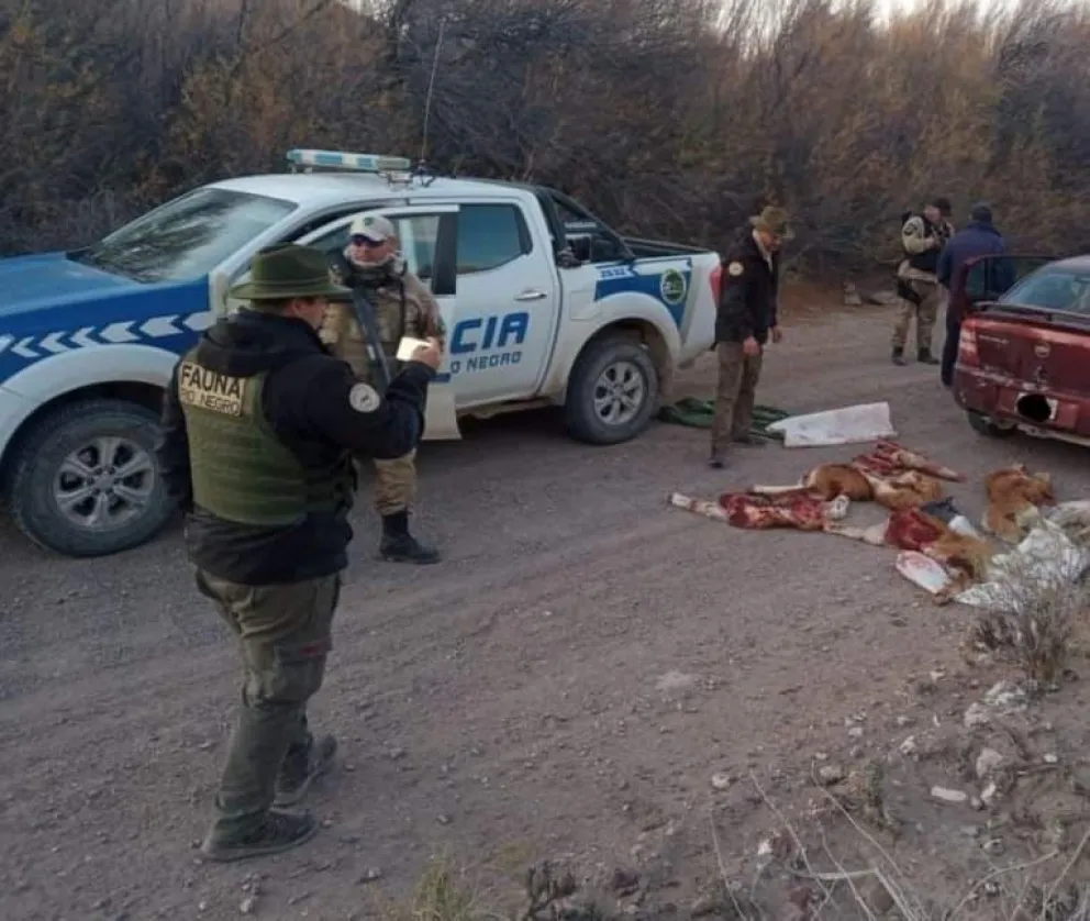 Cada vez más grave: Un total de 15 guanacos y 8 armas de fuego secuestradas en operativos de control