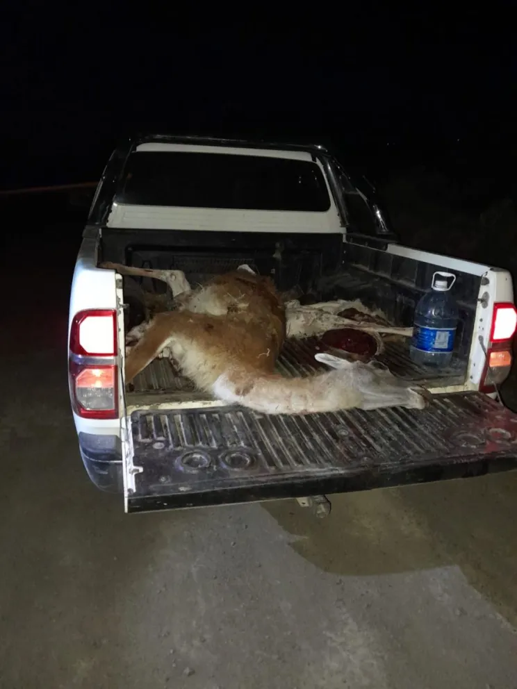 Operativos de control secuestraron 15 guanacos muertos y ocho armas de fuego