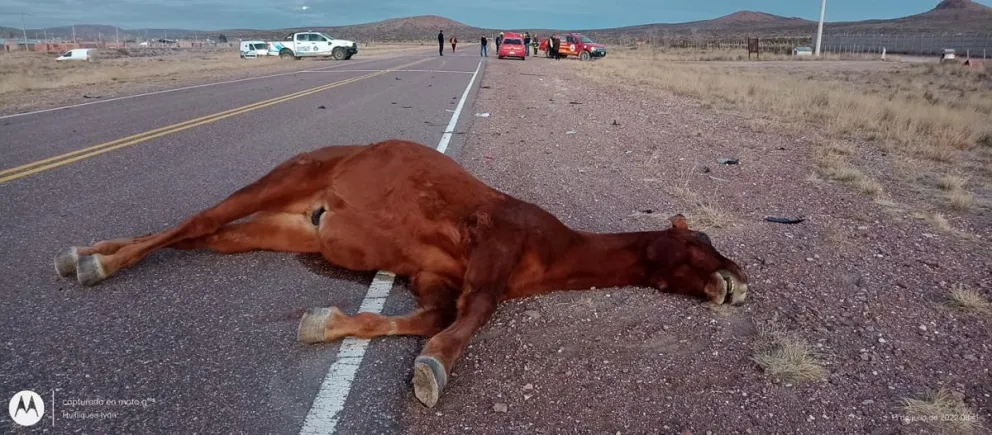 Una familia se salvó de milagro tras chocar un potrillo