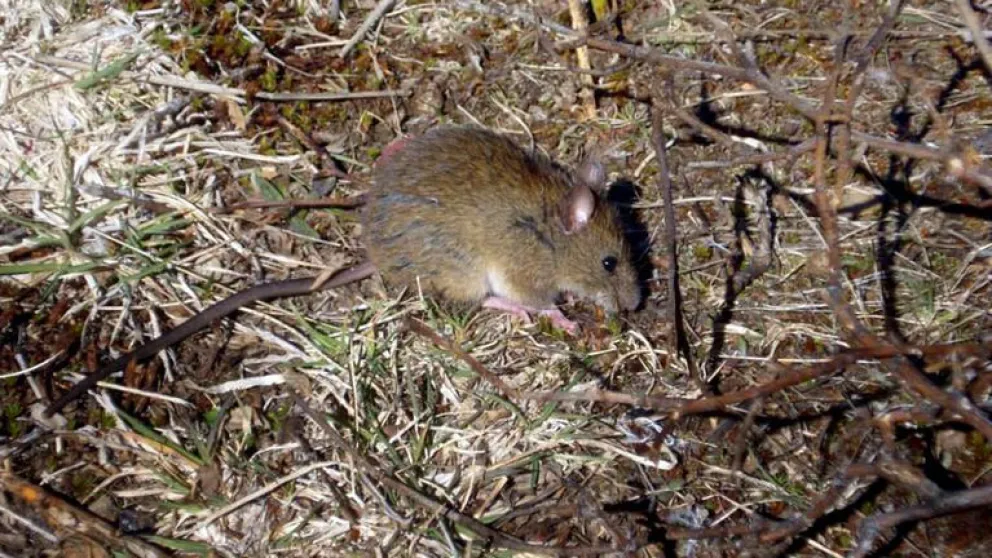 Terrible: murió una nena de 8 años por Hantavirus en Chubut