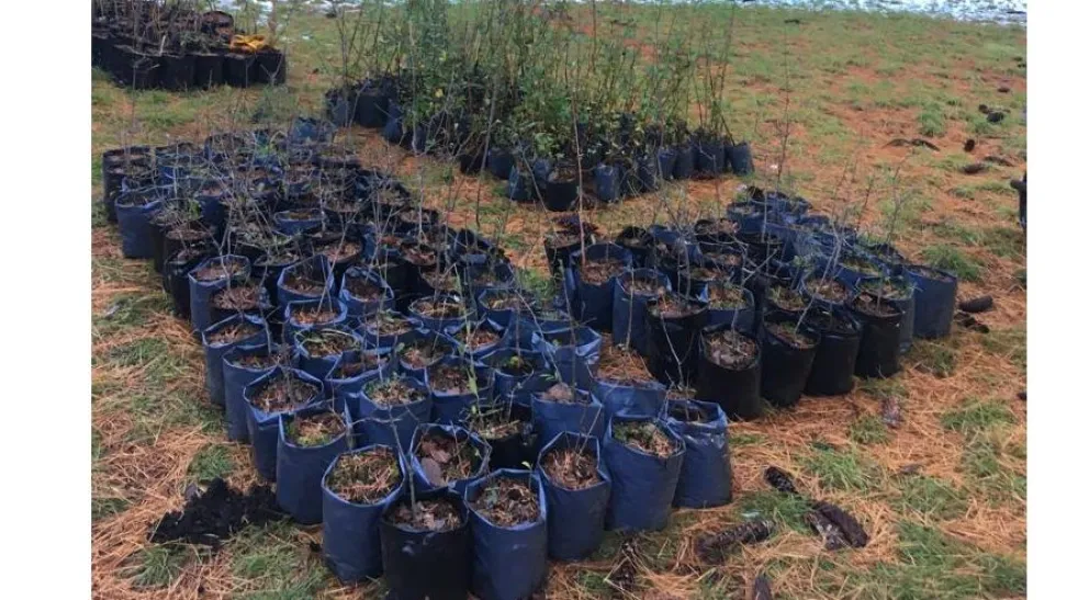 Colocarán en la ciudad 1500 plantas autóctonas de la isla Victoria 