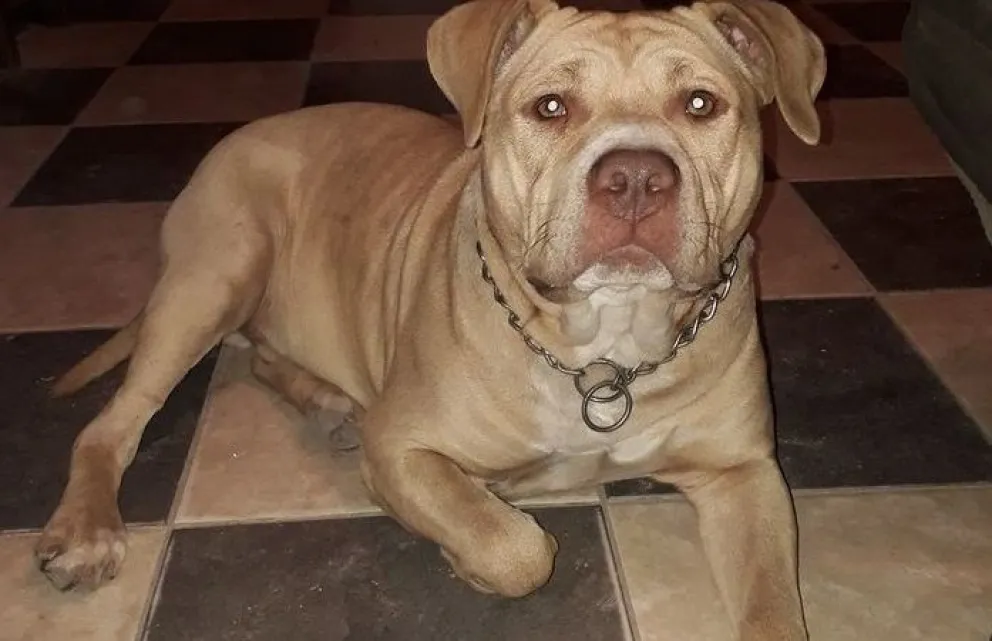 Desesperada búsqueda de un perro en Patagones: ofrecen 30 mil pesos de recompensa 